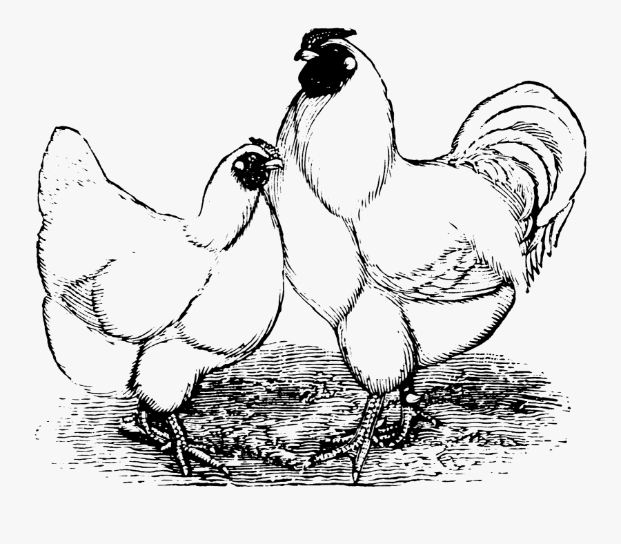 Rooster, Transparent Clipart