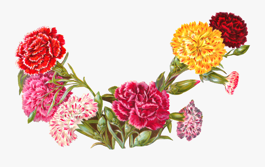 Old Botanical Art Carnation Illustration Digital Banner - Carnation Border Clip Art, Transparent Clipart