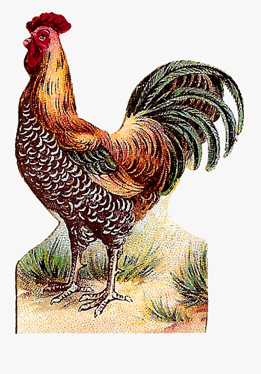 Rooster, Transparent Clipart