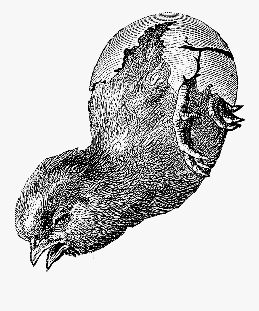 Sketch, Transparent Clipart