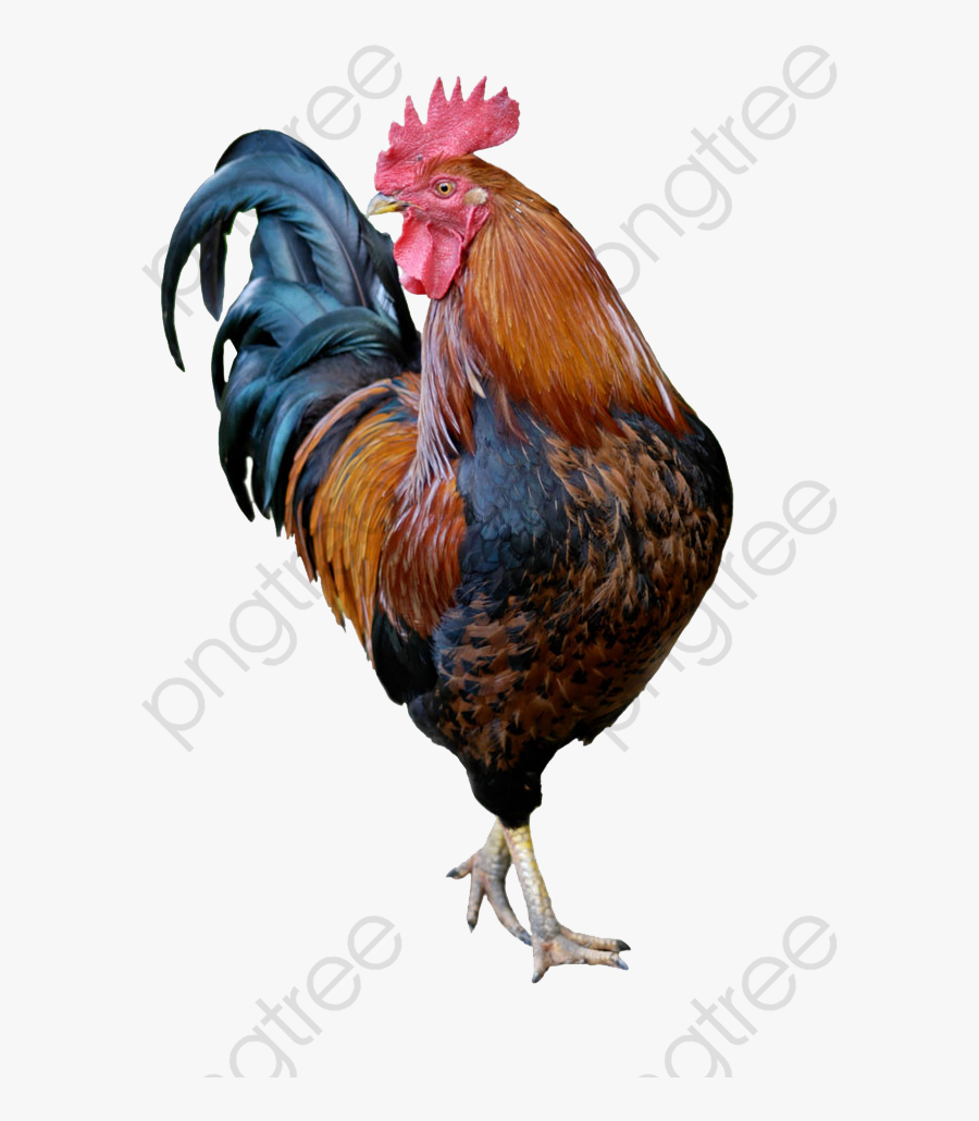Rooster - Galo Stickers, Transparent Clipart