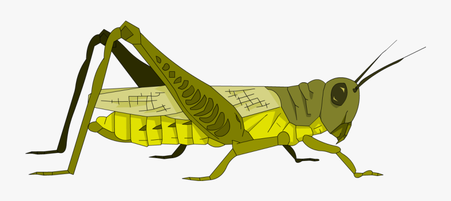 Clip Art Transparent Stock Garden Detective Explore - Cartoon Grasshopper, Transparent Clipart