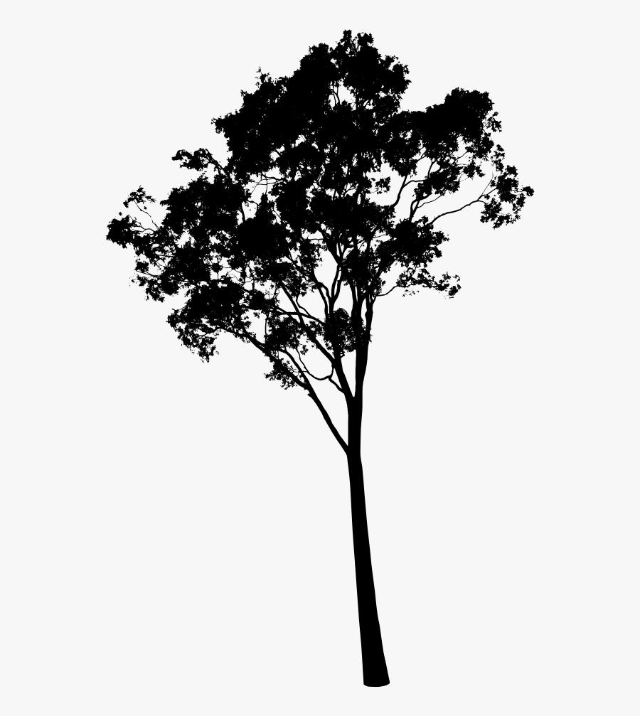 Thumb Image - Eucalyptus Tree Silhouette, Transparent Clipart