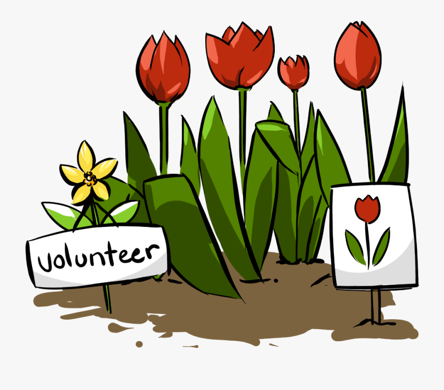 Volunteer Flower Transparent, Transparent Clipart