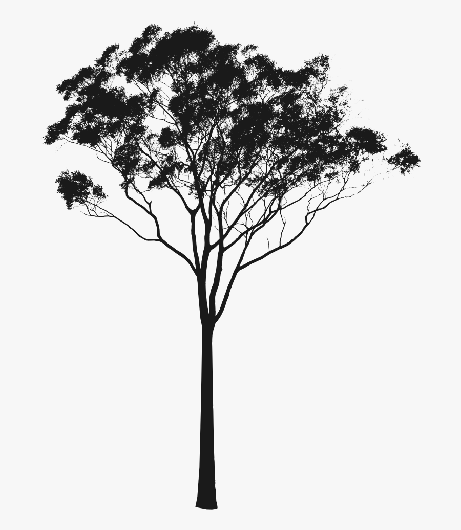 Gum Tree Black And White, Transparent Clipart
