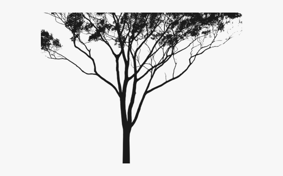Eucalyptus Clipart Gum Tree Free Clip Art Stock Png - Australian Tree Silhouette Png, Transparent Clipart
