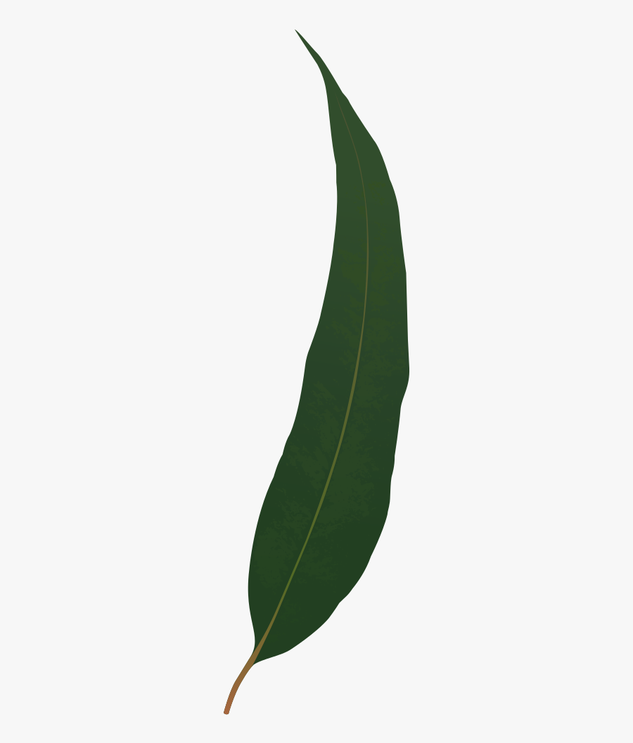 Clip Art Eucalyptus Leaves Clipart - Tree, Transparent Clipart