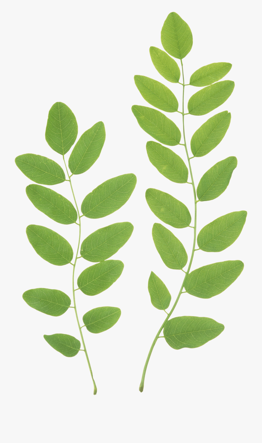 Collection Of Transparent - Green Leaf Transparent Background, Transparent Clipart