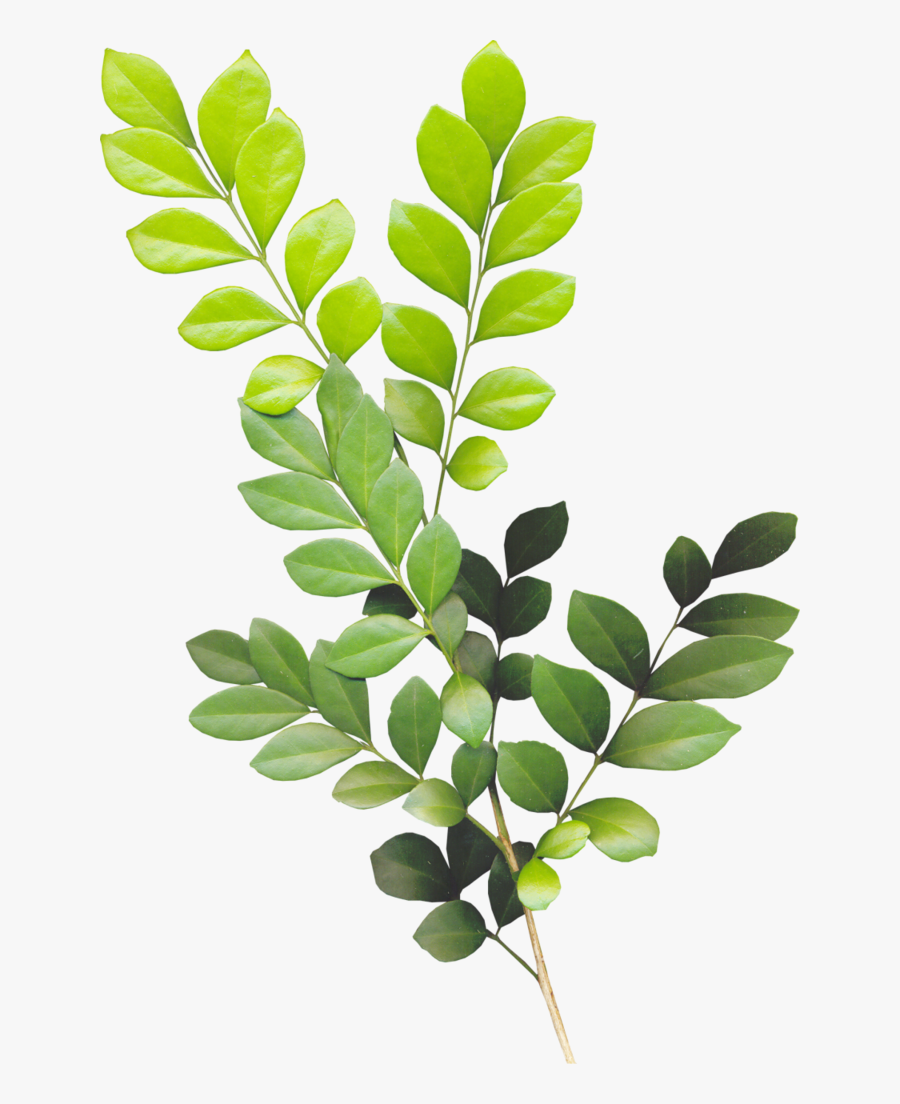 Foliage Png, Transparent Clipart