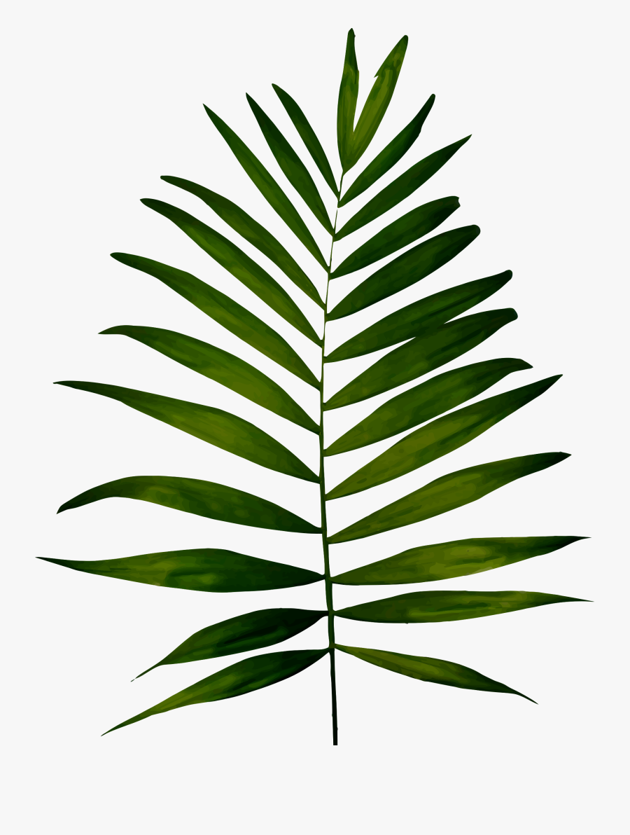 Clipart - Clip Art Fern Leaf, Transparent Clipart
