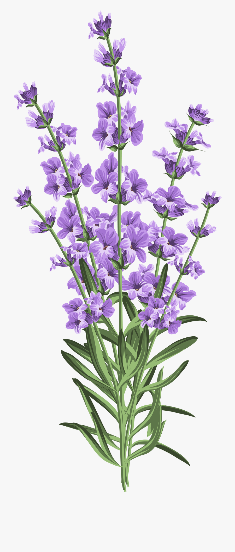 Lavender Flower Transparent Png Clip Art - Lavender With White Background, Transparent Clipart