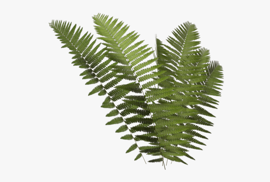 Fern Clipart Leafy Vine - Transparent Fern Png, Transparent Clipart