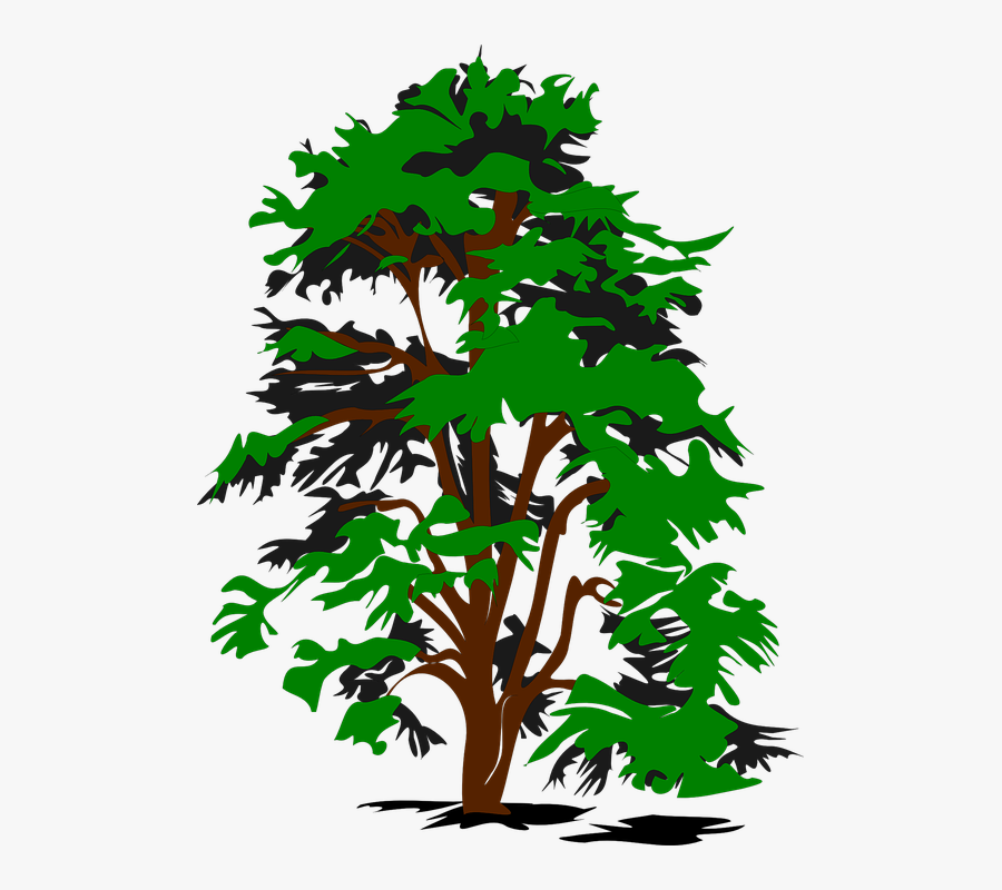 Tree, Leaves, Greenery, Nature, Foliage, Green - Tre Clip Art, Transparent Clipart