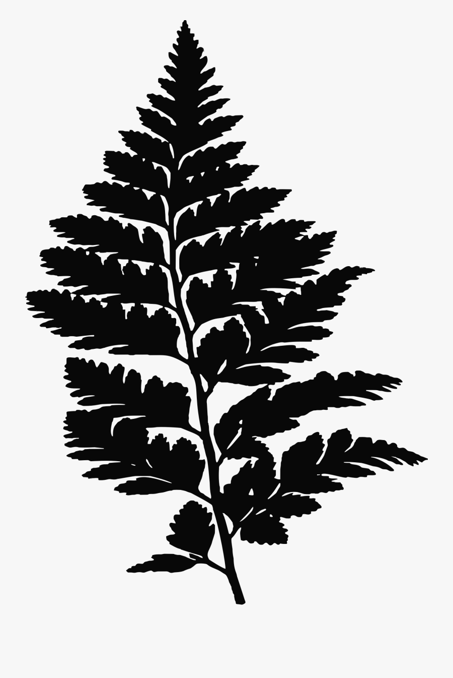 Clipart - Fern Leaf Png, Transparent Clipart