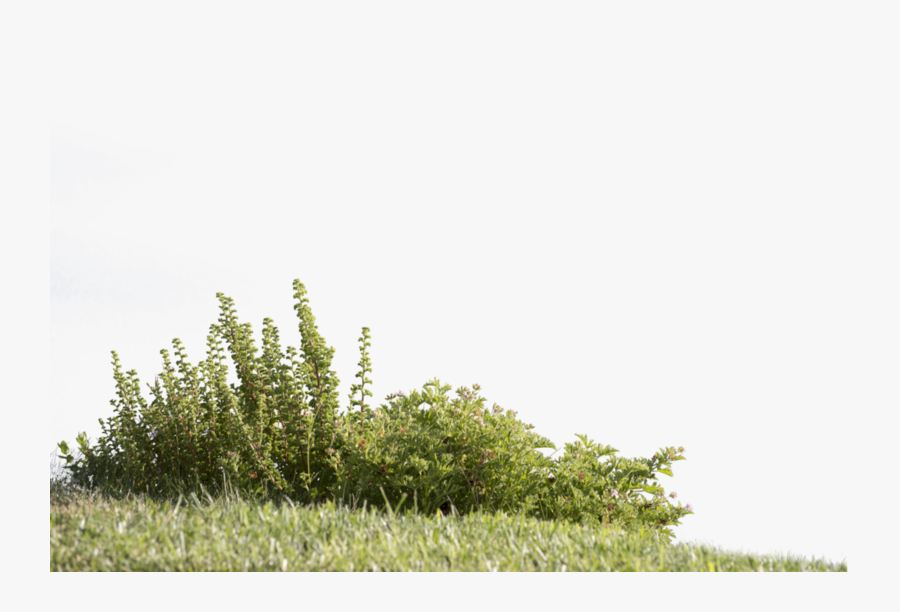 Transparent Greenery Clipart - Plants Cut Out Png, Transparent Clipart