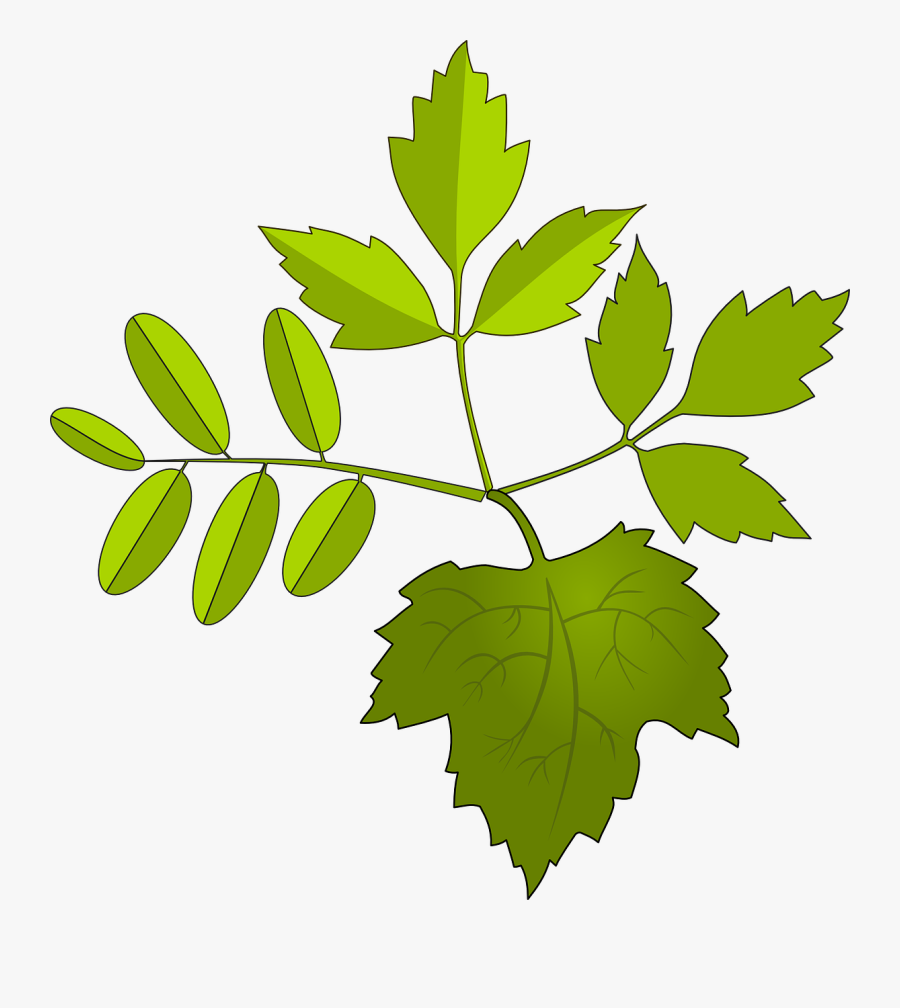 ใบไม้ กราฟ ฟิ ค, Transparent Clipart