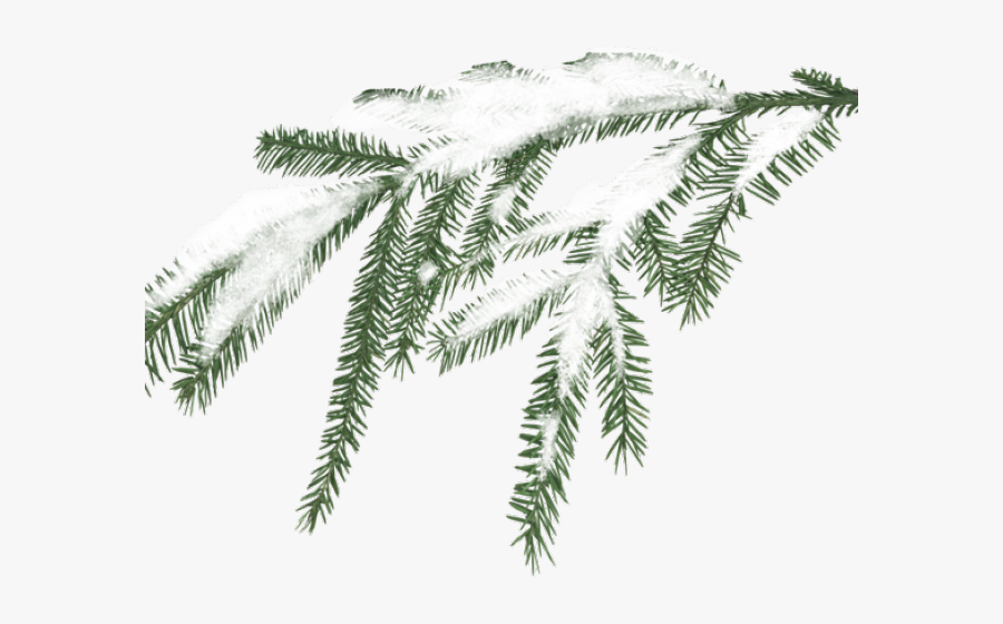 Winter Greenery Cliparts - Pine Tree Leaves With Snow Png, Transparent Clipart