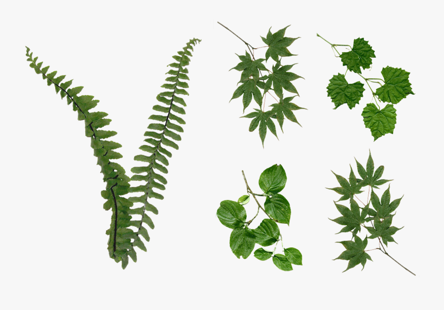 Fern Leaves Foliage Png Stock 2081 Assorted Pack By - Foliage Png, Transparent Clipart