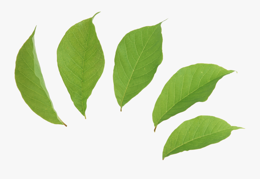 Green Leaves Picture Png - Coca Leaf Transparent Background, Transparent Clipart
