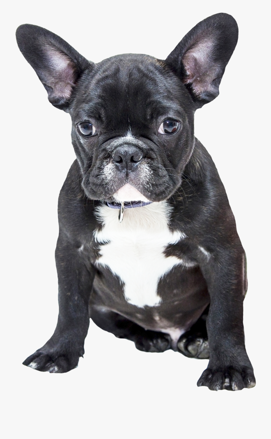 Dog Png Images - French Bulldog Puppy Transparent, Transparent Clipart