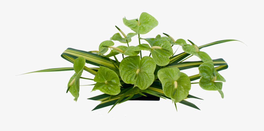 Green Anthurium Hawaiian Flowers Previous Next Clipart - Flower, Transparent Clipart