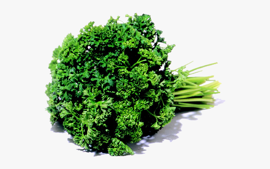 Broccoli, Transparent Clipart