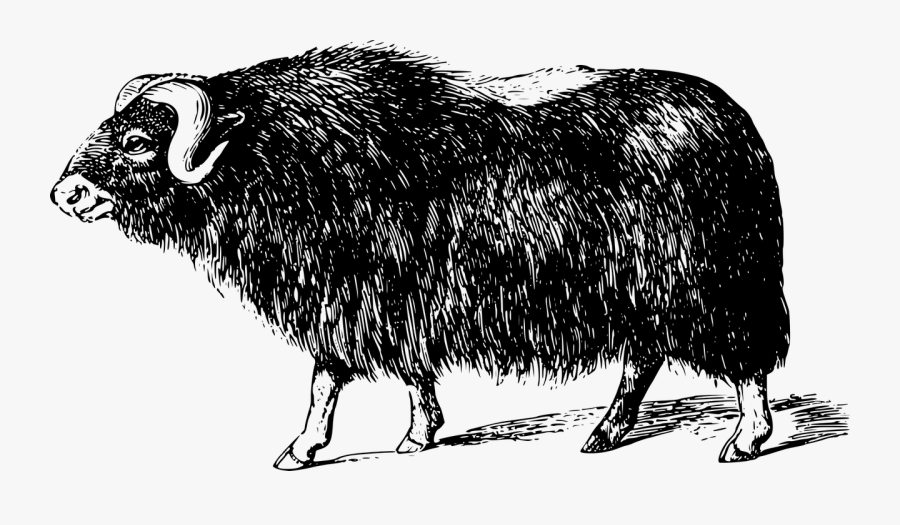 Domestic Musk Ox , Free Transparent Clipart - ClipartKey