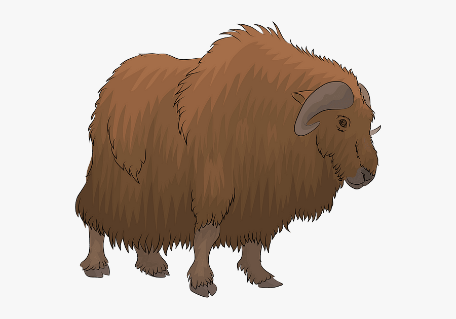 Bison, Transparent Clipart
