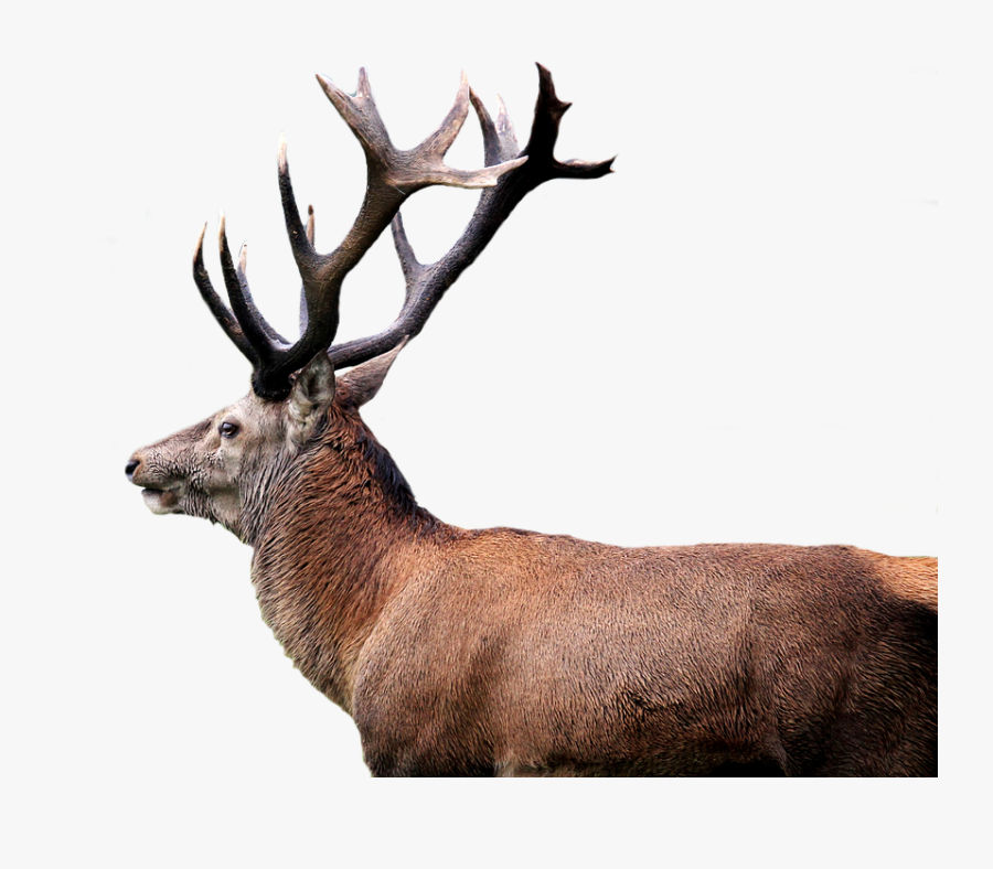 Hirsch Png, Transparent Clipart