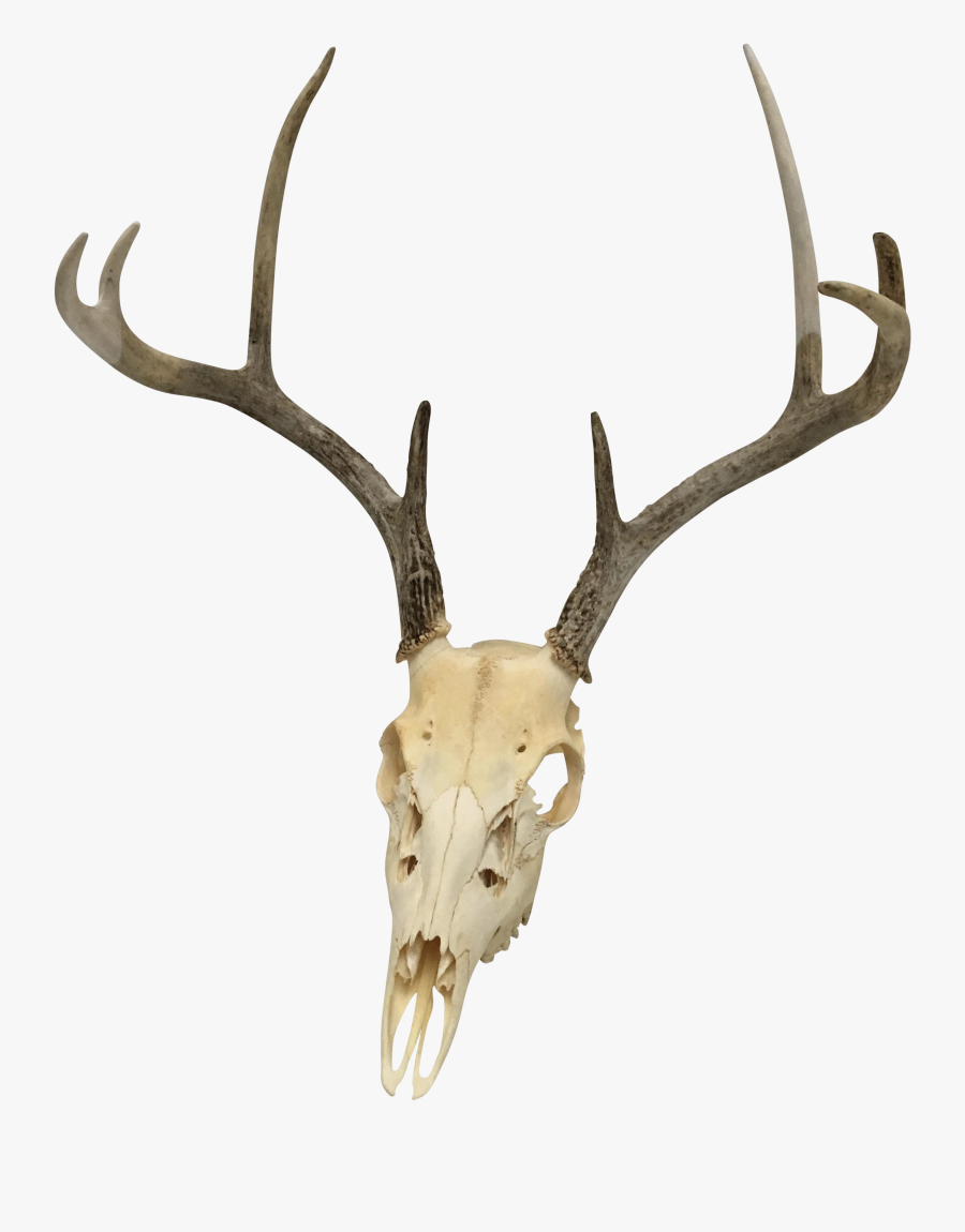 Clip Art Natural Point White Tail - Deer Skull Transparent Background, Transparent Clipart