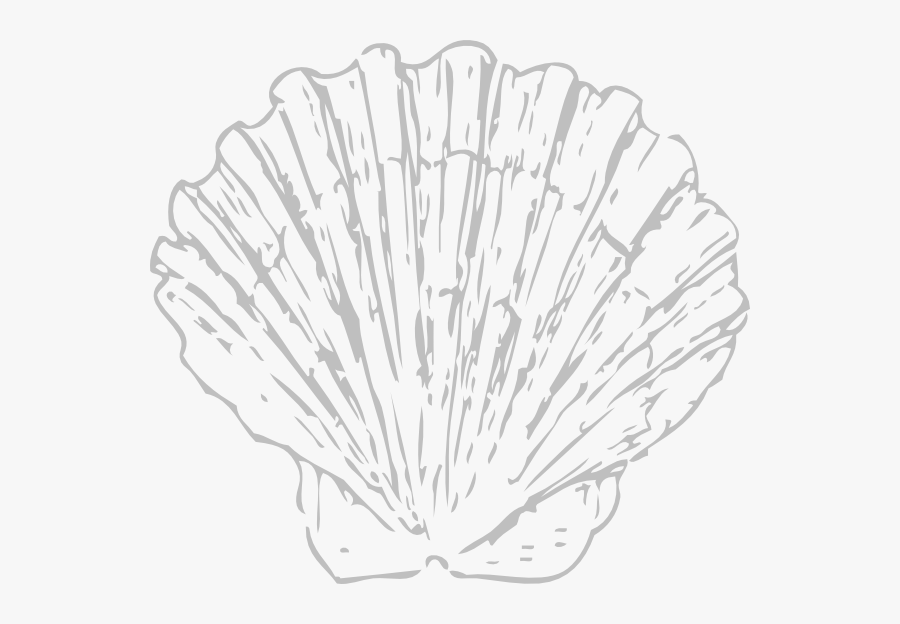 White Sea Shell Png, Transparent Clipart