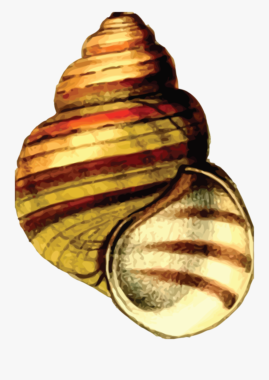 Free Clipart Of A Sea Shell - Shell Clipart, Transparent Clipart