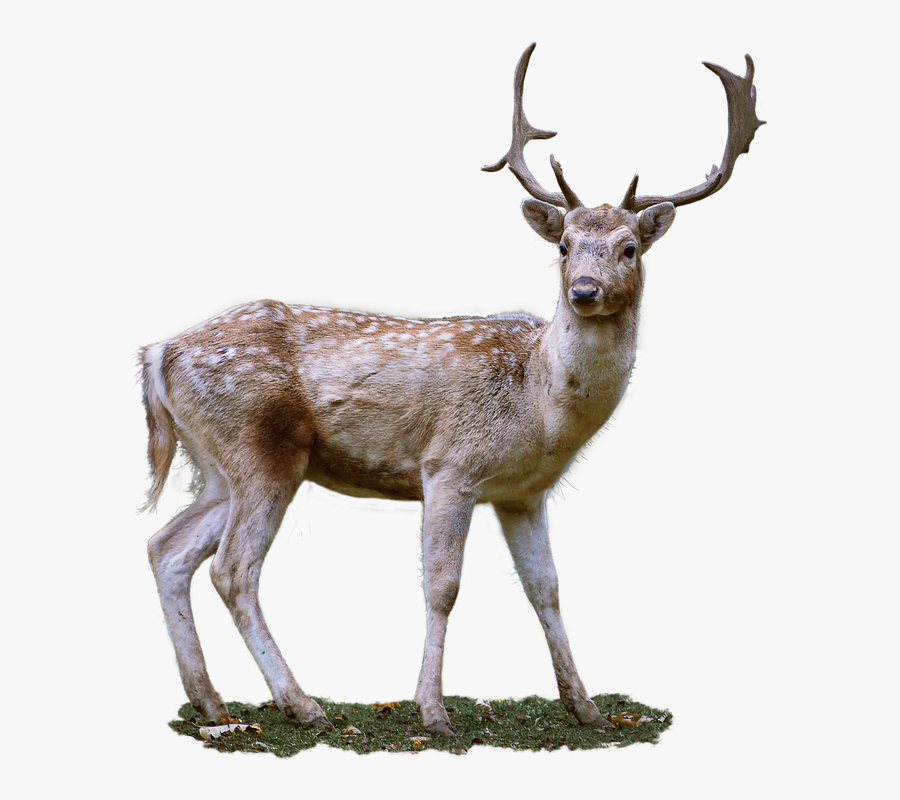 Roe Deer, Antler, Fallow Deer, Wild Clipart , Png Download - Big Buck With Transparent Background, Transparent Clipart