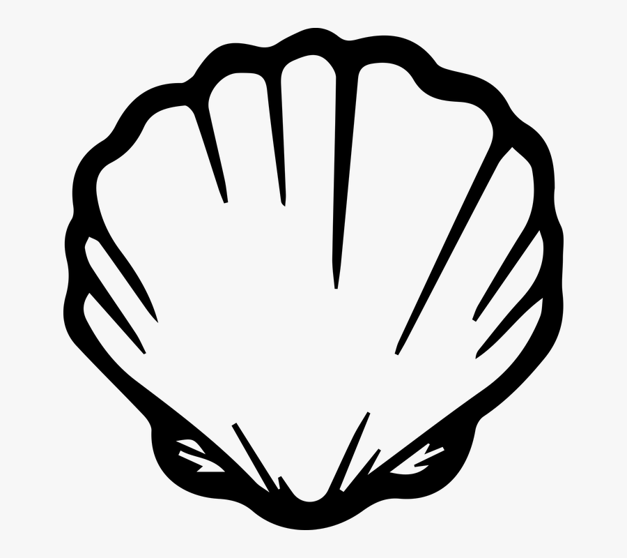 Seashell, Shell, Ocean, Beach, Sea, Summer - Seashell Clipart Black And White, Transparent Clipart