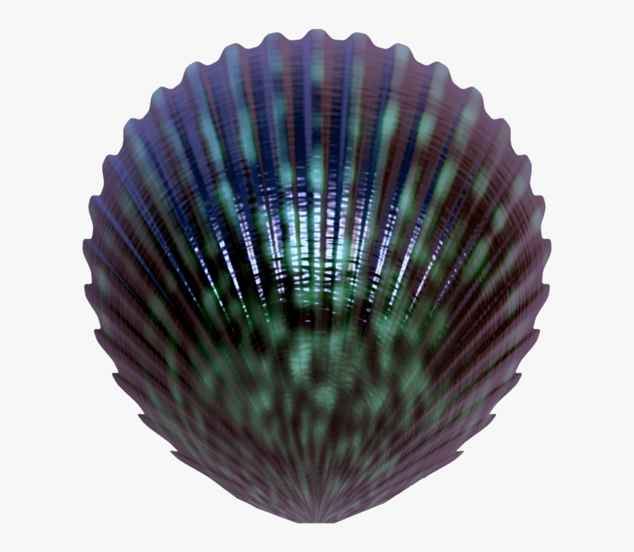 Transparent Sand Dollar Clipart - Seashell, Transparent Clipart