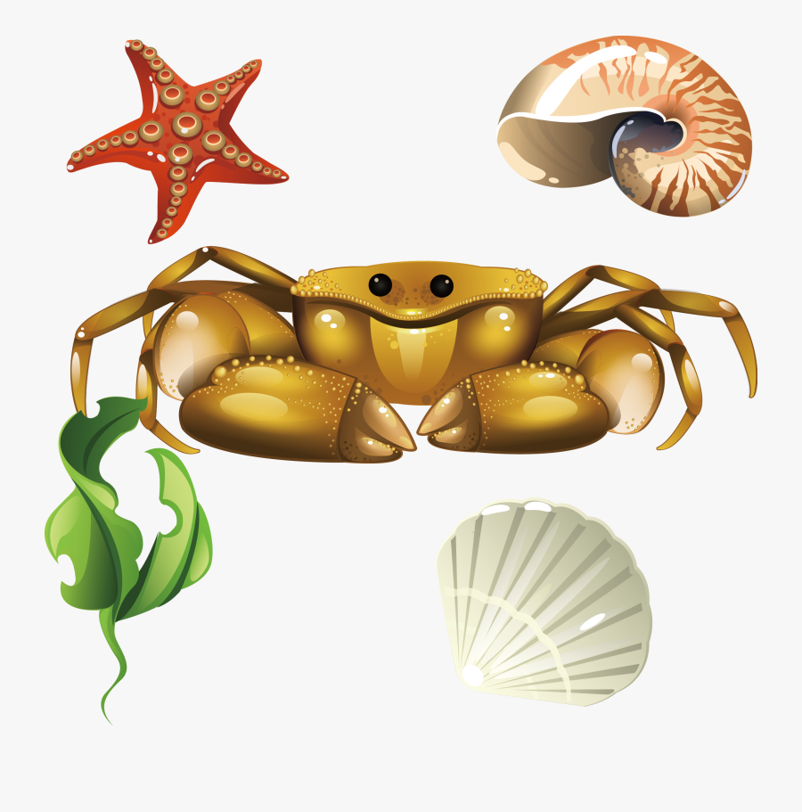 Crabs Clipart Seashell - Seashell, Transparent Clipart
