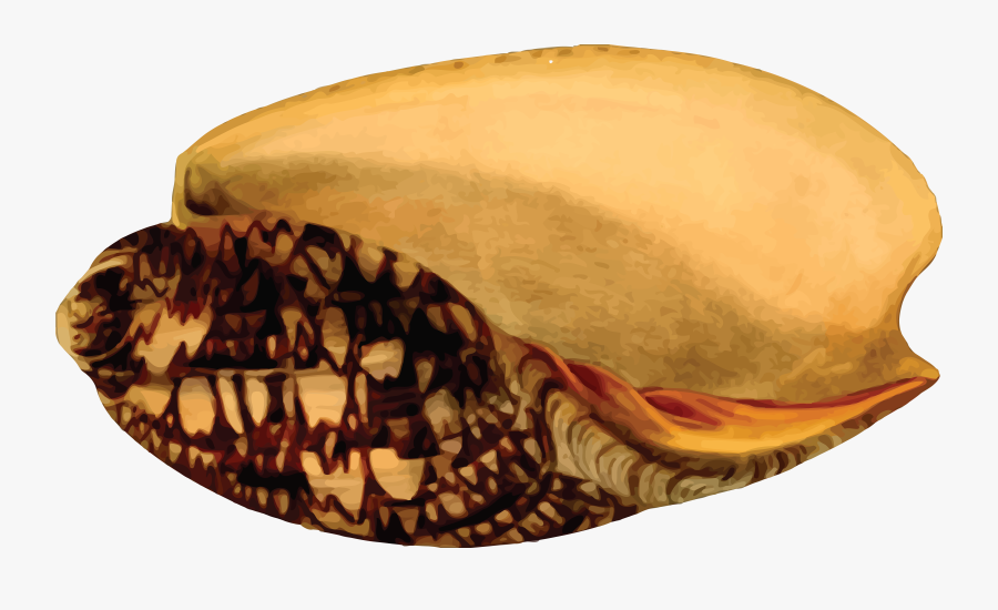 Free Clipart Of A Sea Shell - Concha Del Mar Png Reales, Transparent Clipart