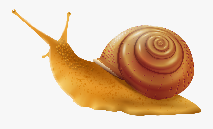 Png Clip Art Best - Transparent Background Snail Clipart, Transparent Clipart