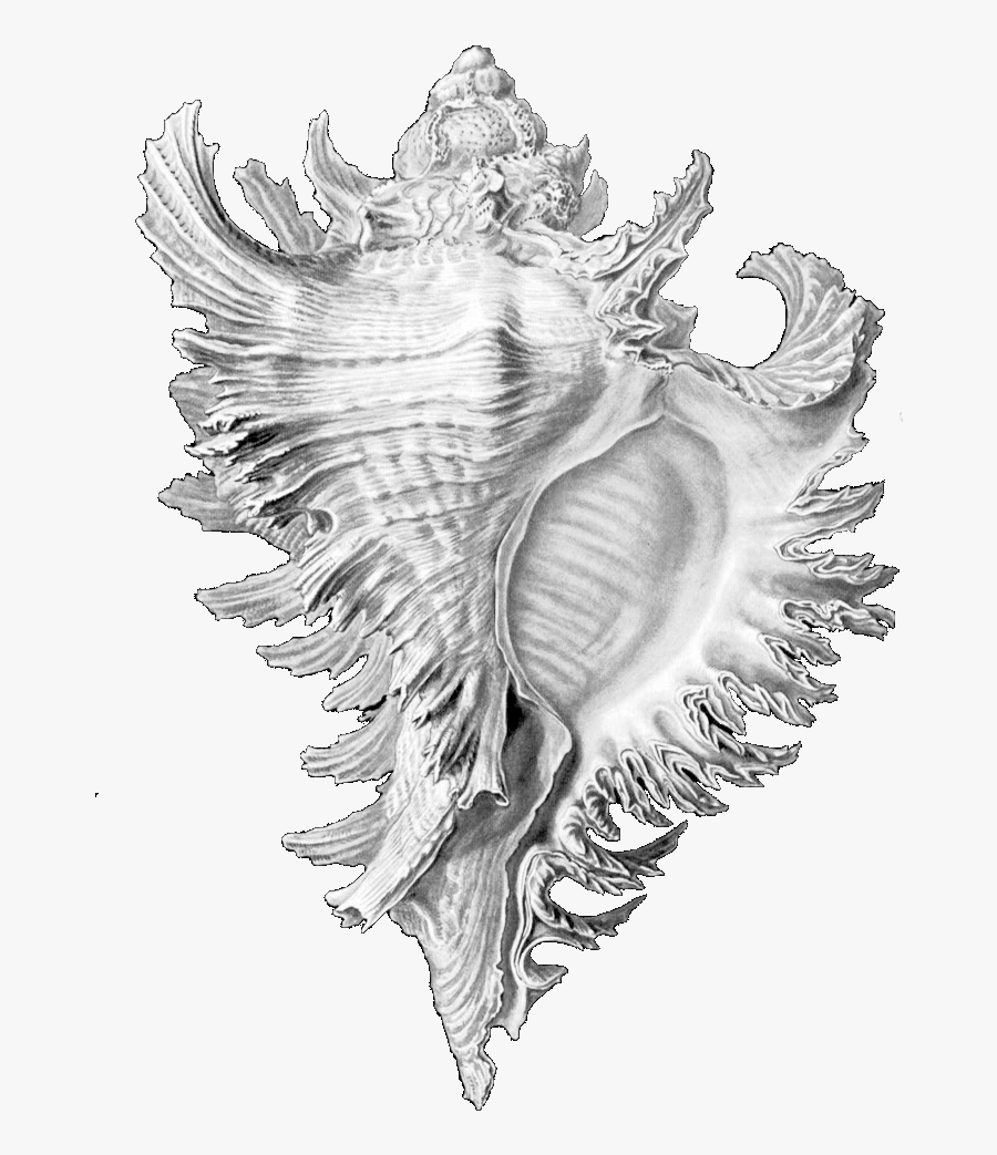Drawing Shell Conch - Ernst Haeckel Shell Drawings, Transparent Clipart