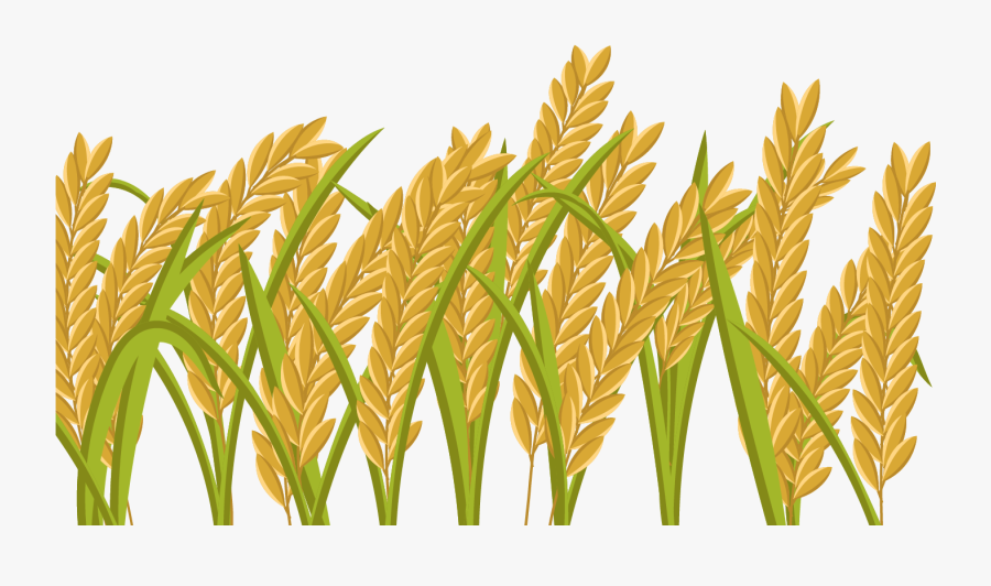 Transparent Wheat Grain Clipart - Paddy Field Png, Transparent Clipart