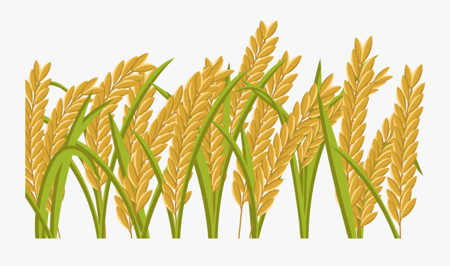 Transparent Wheat Grain Clipart - Paddy Field Png , Free Transparent