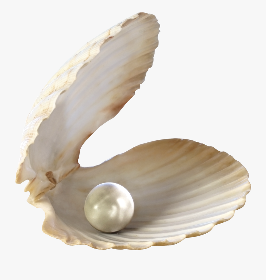 Seashell Desktop Wallpaper Clip Art - Transparent Background Sea Shell Png, Transparent Clipart