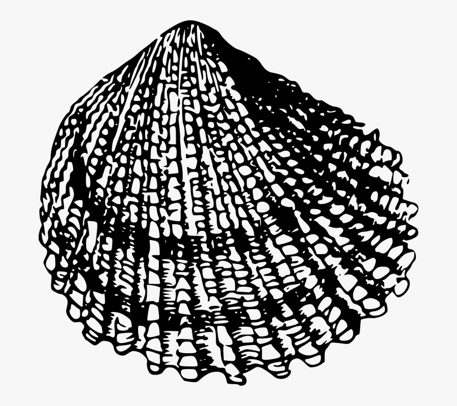 Beach, Sea, Seashell, Shell - Sea Shell Drawing Black And White Png, Transparent Clipart