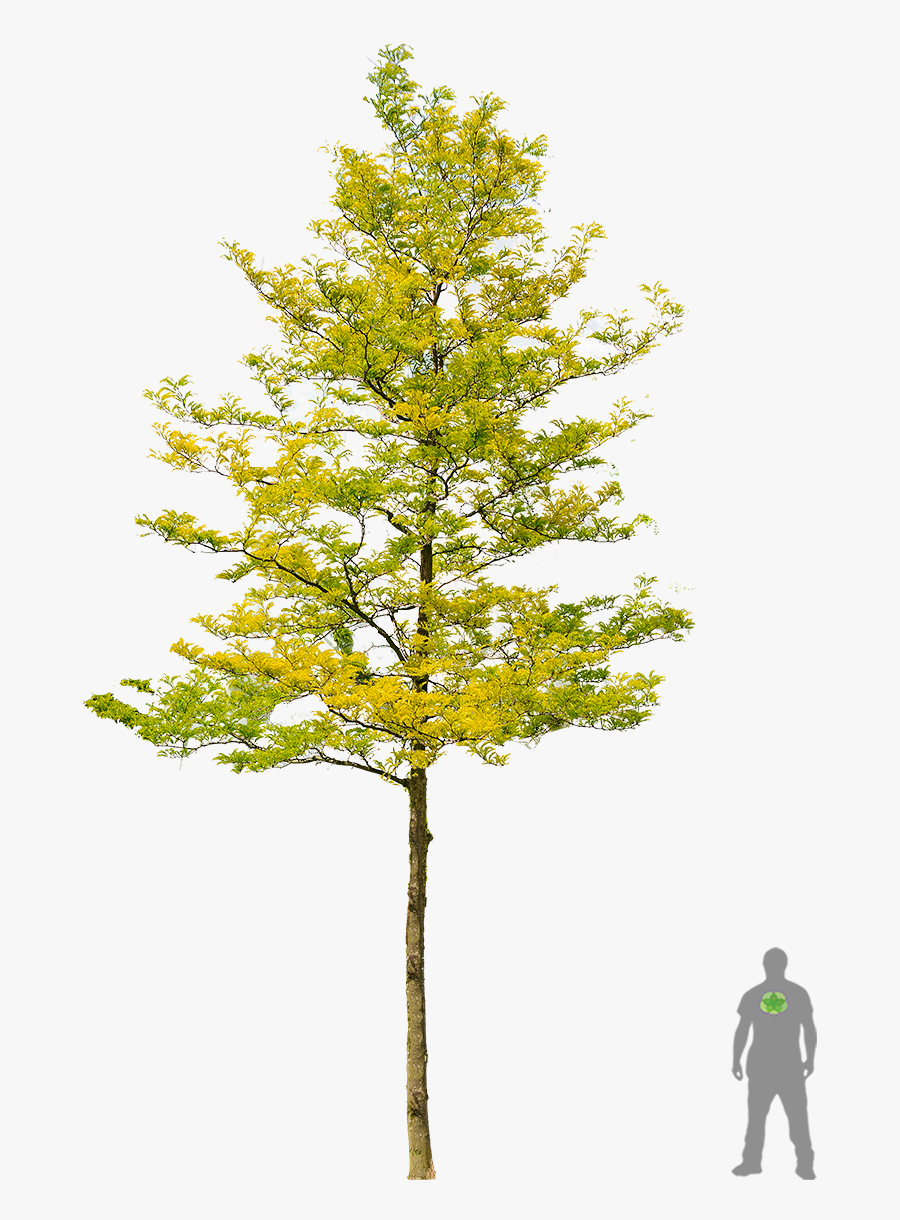 Gelbe Gleditschie "sunburst - Honey Locust Tree Png, Transparent Clipart