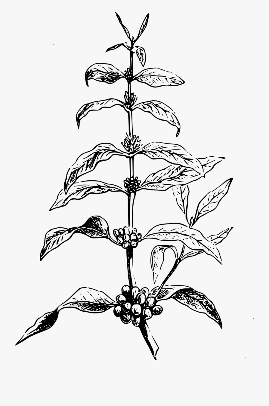 Coffea Plant Graphic Black And White - Coffee Tree Illustration Png, Transparent Clipart