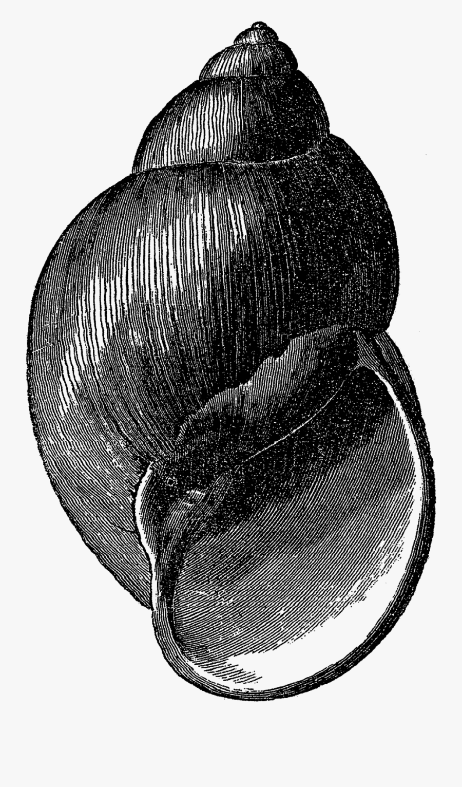 Sea Shell Clipart, Transparent Clipart