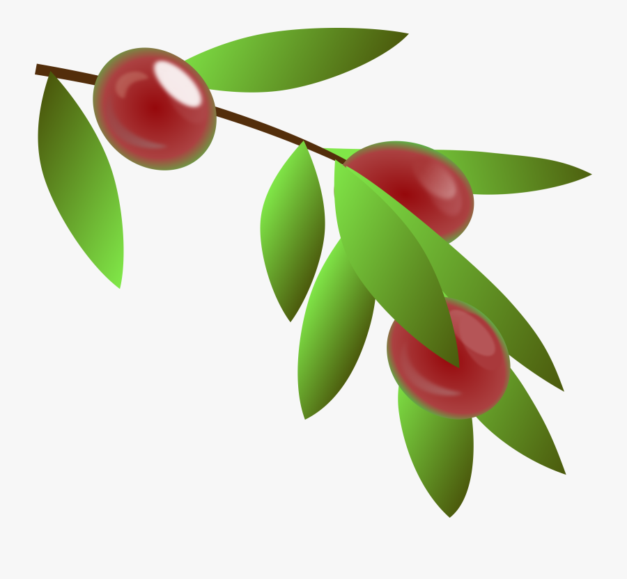 Planta De Café Png, Transparent Clipart