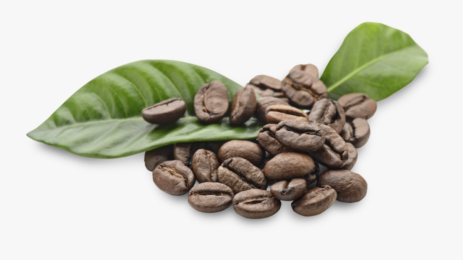 Download Arabica Image With - Transparent Background Coffee Bean Png, Transparent Clipart