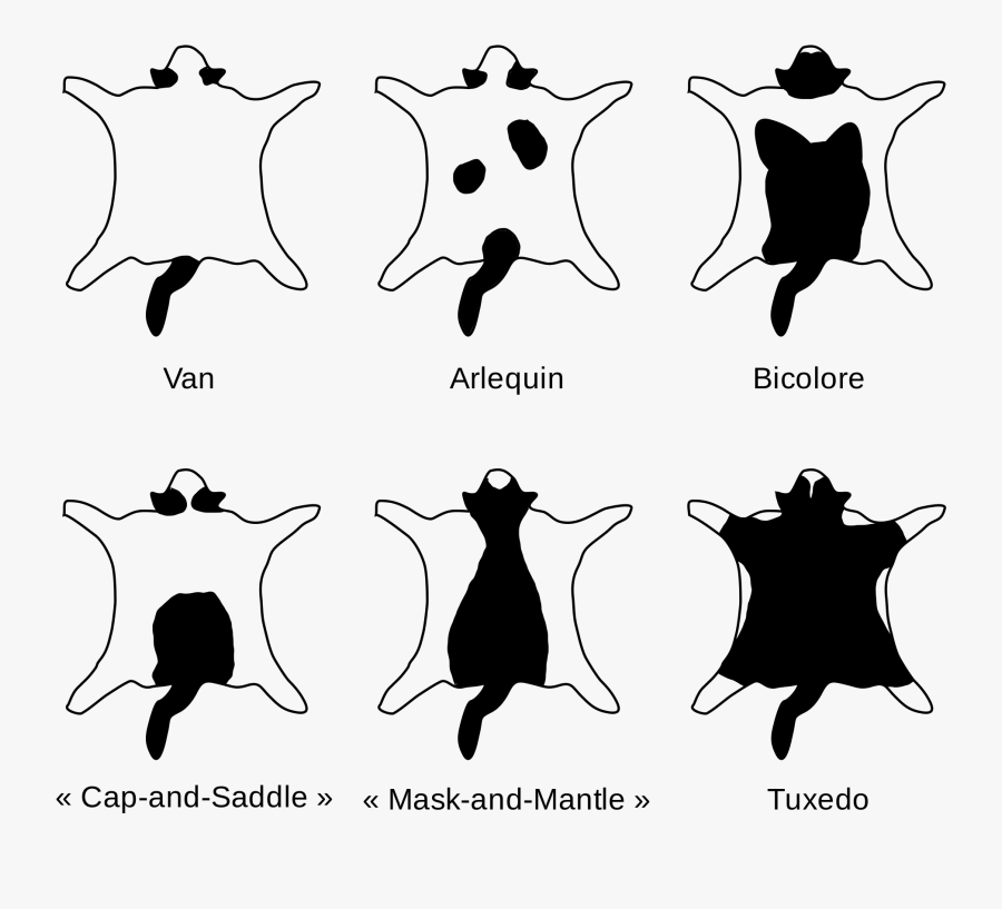 Bicolor - Bicolor Black And White Cat, Transparent Clipart