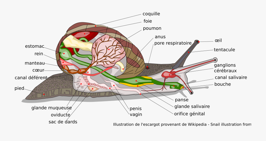 Escargot Anatomie Avec Descriptions En Français - Snail Eyes, Transparent Clipart